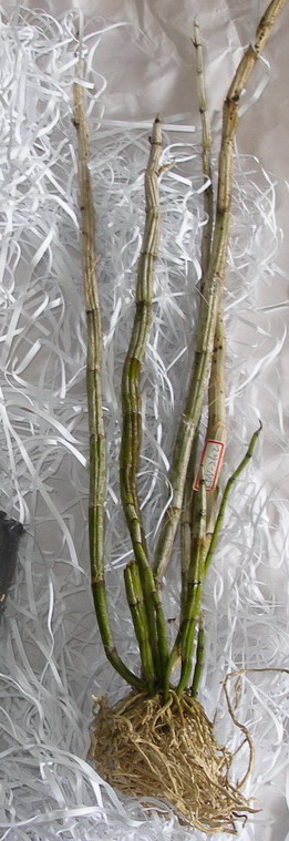 Dendrobium_amethystoglossum_00.jpg