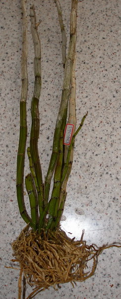 Dendrobium_amethystoglossum_01.jpg