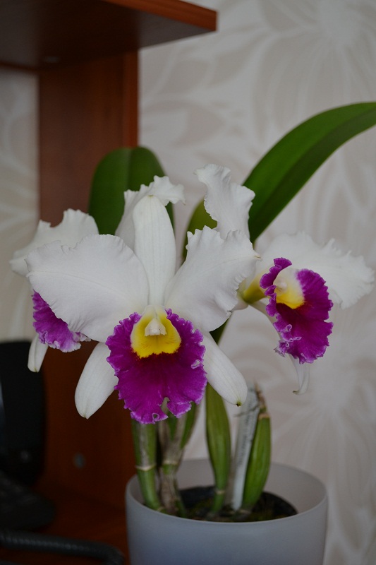 DSC_0186.JPG