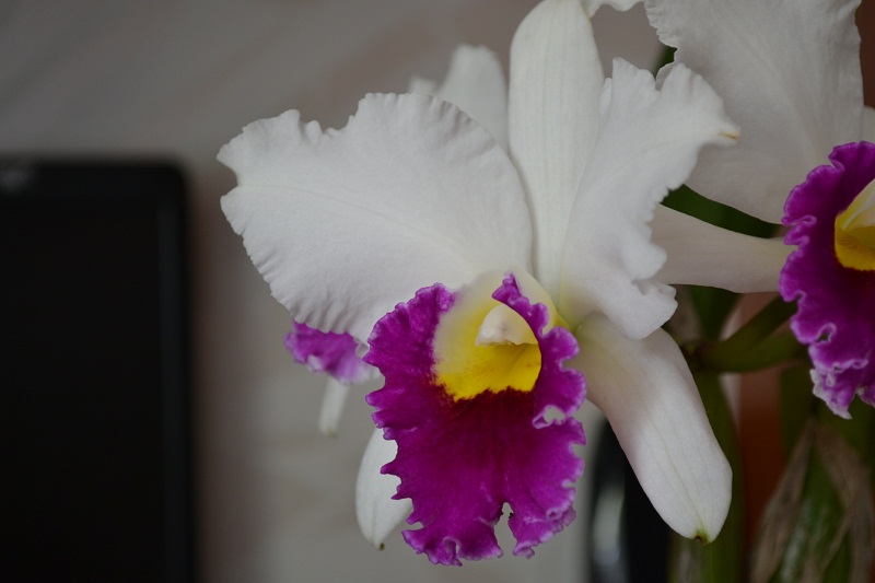 DSC_0185.JPG