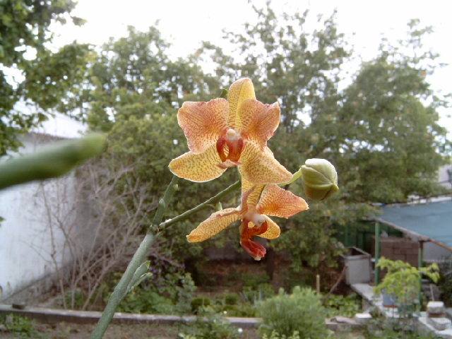 P4100003.JPG