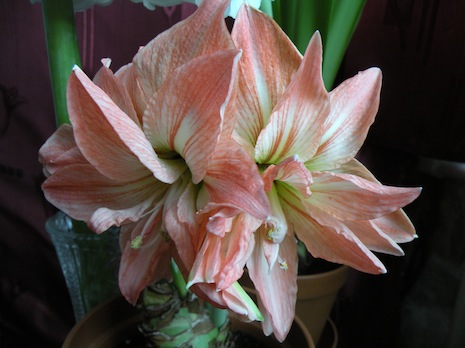 LadyJane2011.jpg