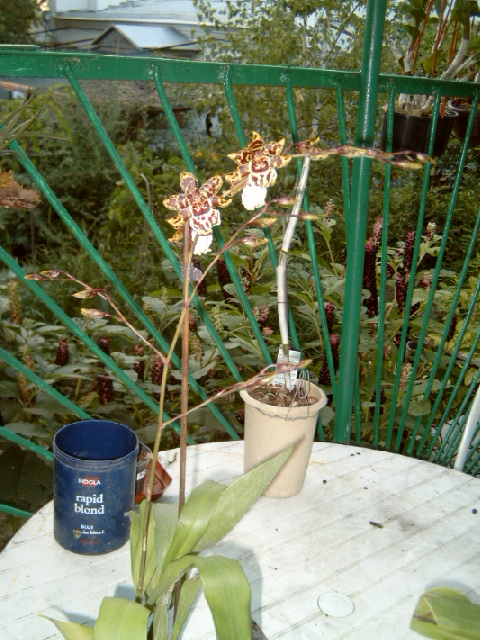 P4100012.JPG