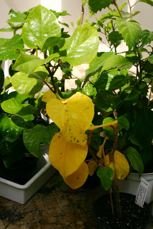 CRW_2008_RJs.JPG