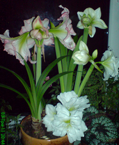 DSC00382.JPG