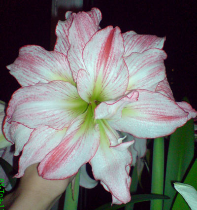DSC00383.JPG