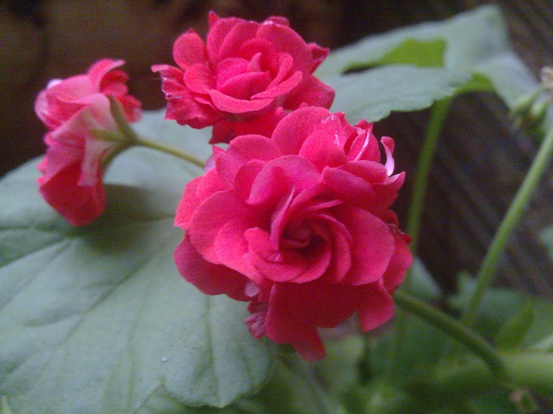 Это первое цветение Pink Rumbler. Он из осеннего заказа.