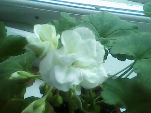 IMG0020A.jpg