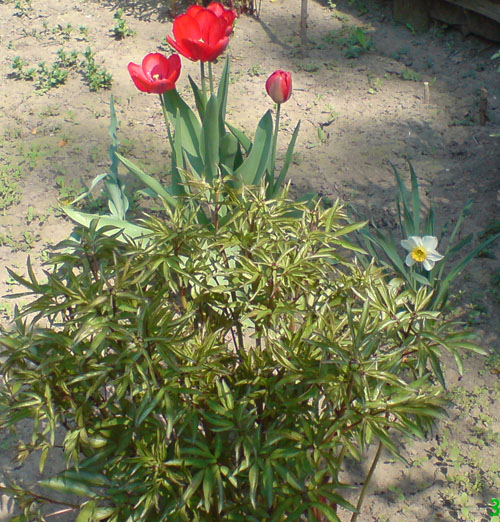 DSC00362.JPG