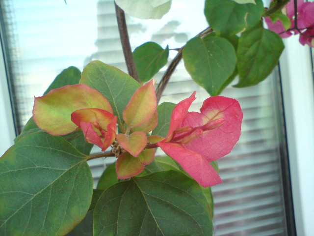 DSC02940.JPG