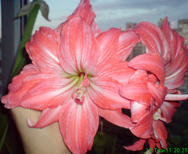 DSC00330.JPG