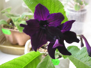 Br.Blackbird11.jpg
