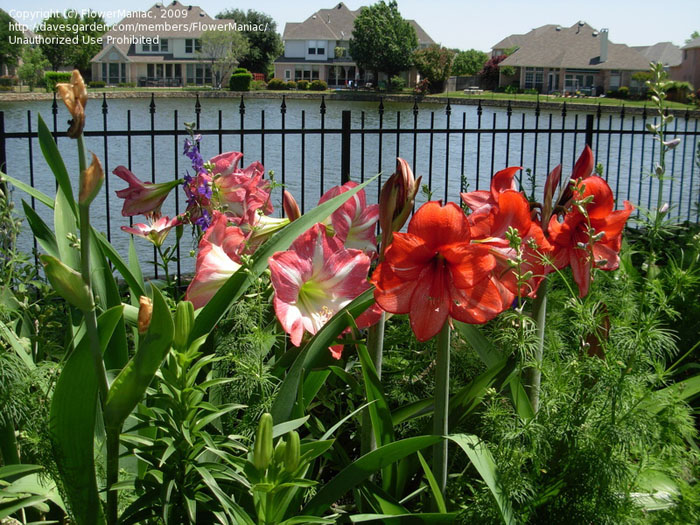 hippeastrum.jpg