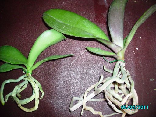 PICT0235.jpg