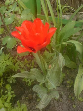 DSC00041.JPG