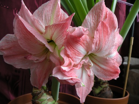 LadyJane2011_2.jpg