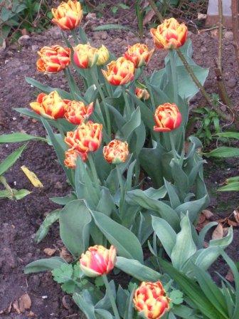 DSCF9155.jpg