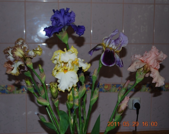 DSC_0770.JPG