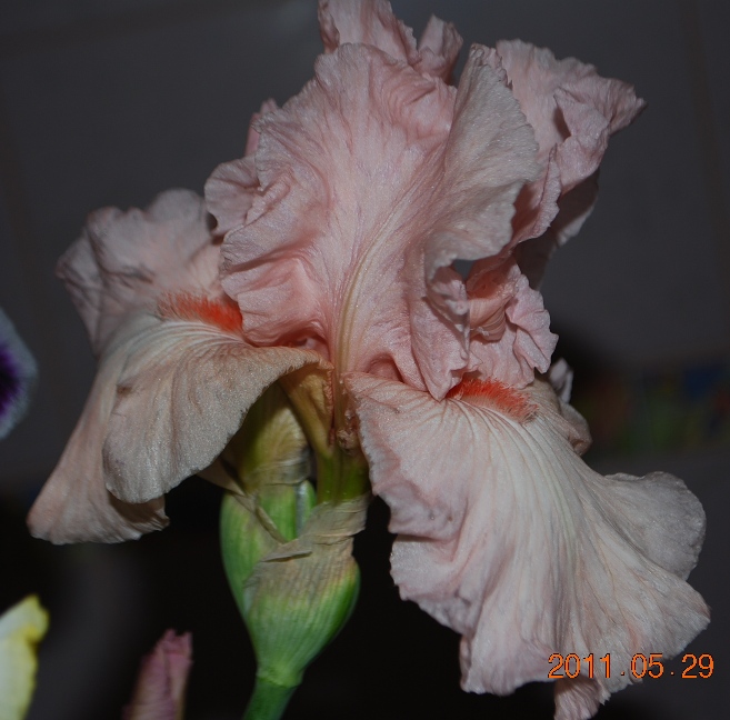 DSC_0761.JPG