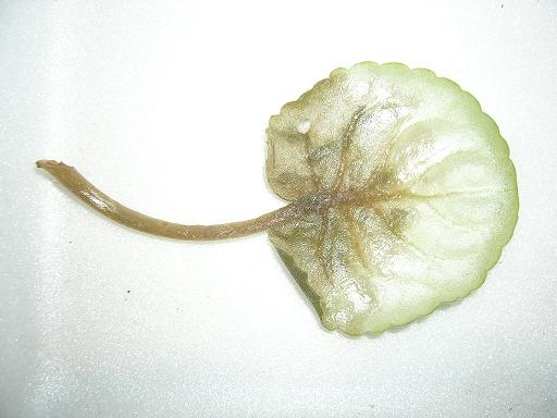 P1030289ww.JPG