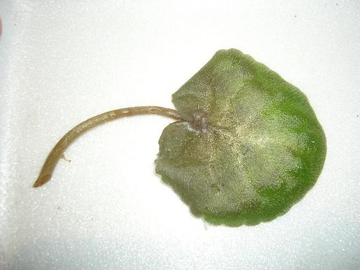 P1030292ww.JPG