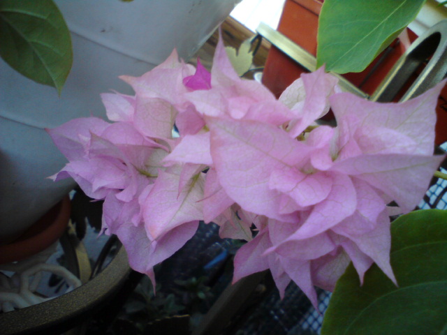 DSC03194.JPG