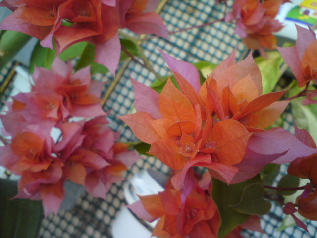 DSC03193.JPG
