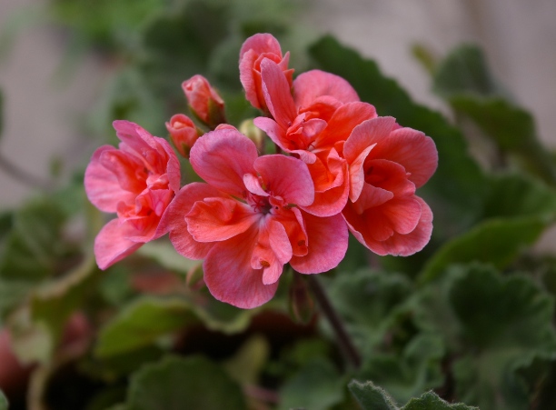 IMGP0246.JPG