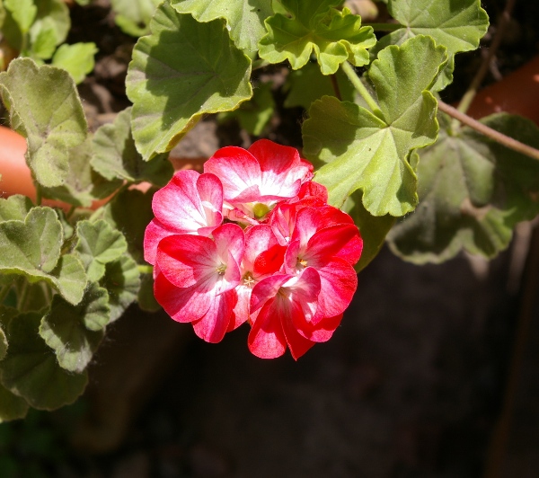 IMGP0237.JPG
