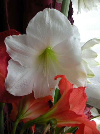 White2011.jpg