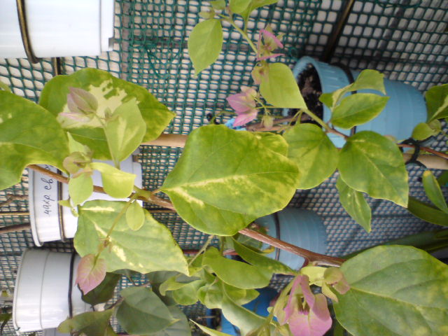 DSC03220.JPG