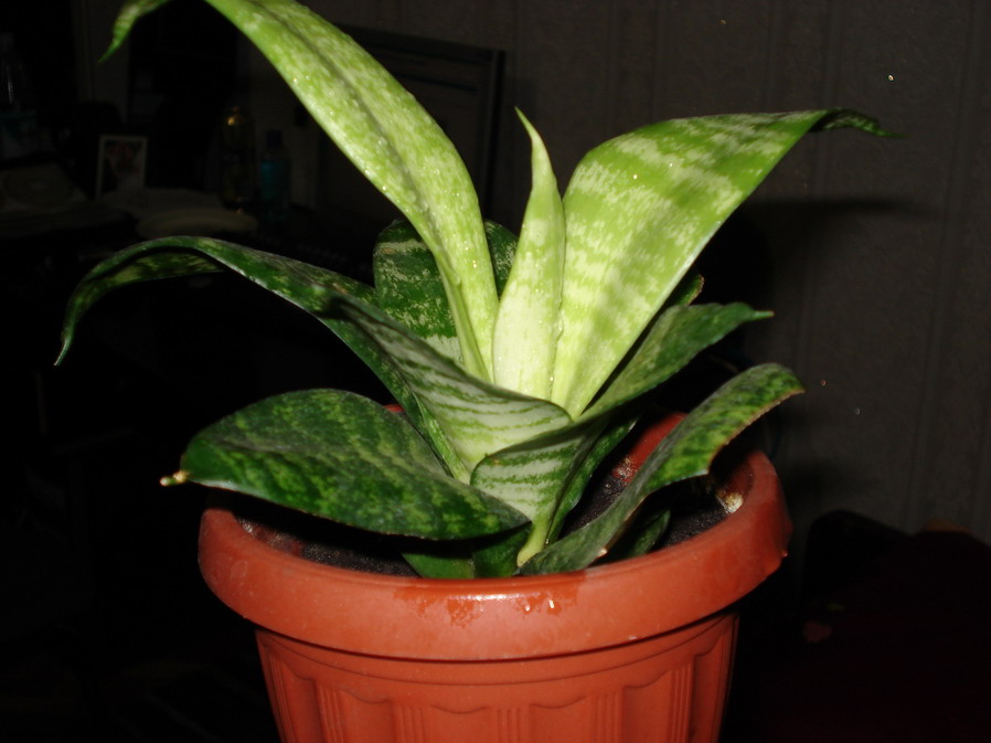 DSC00597.jpg