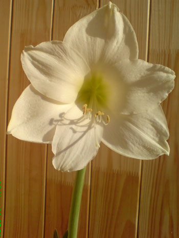 DSC00089.JPG