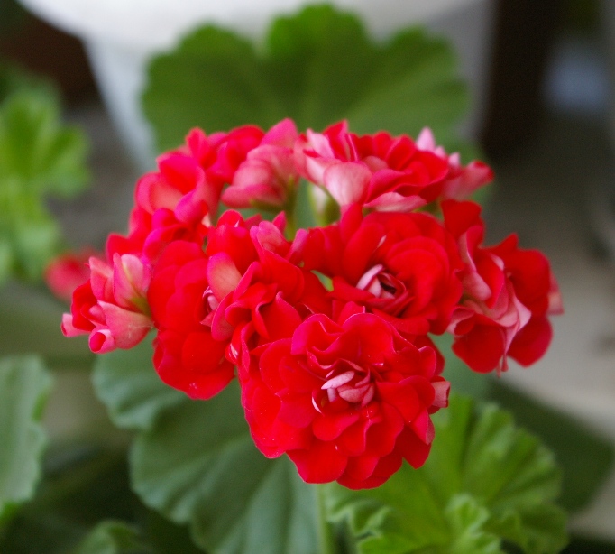 IMGP0394.JPG