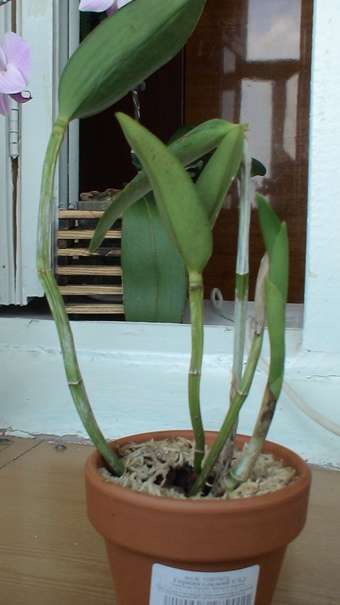 DSC02246.JPG