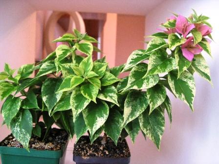 Mini Thai Variegata