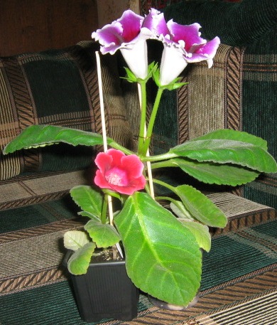 IMG_0703.jpg