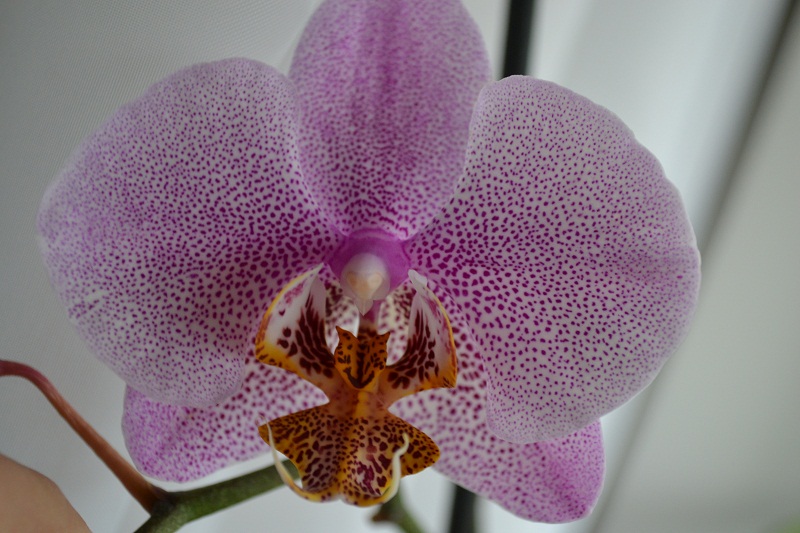DSC_0061.JPG
