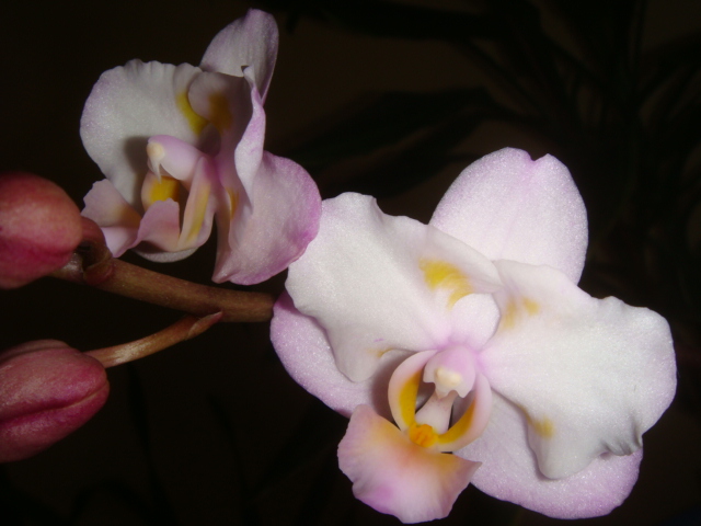 DSC07128.JPG