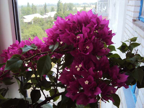 DSC02510.JPG