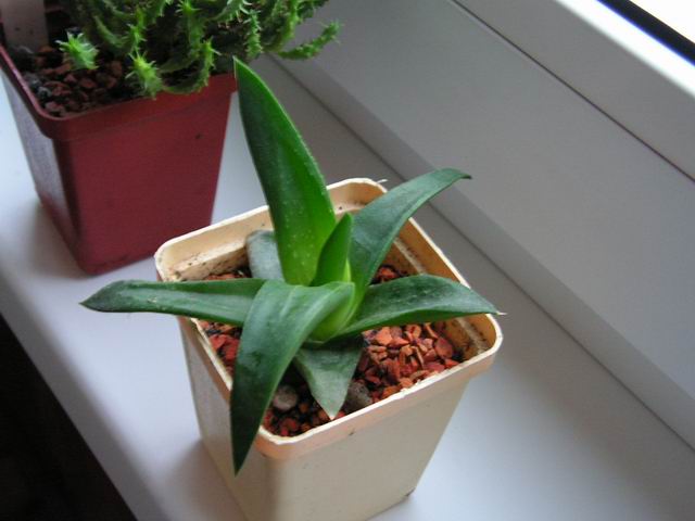 aloe_gaster.jpg