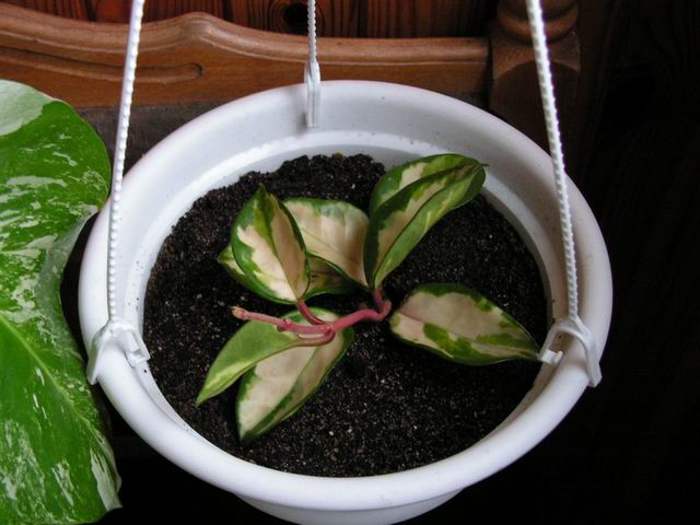 hoya_exotica.jpg