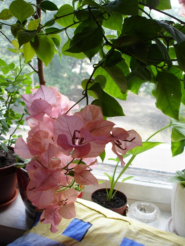 DSC04332.JPG