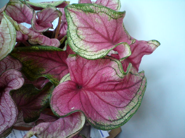 DSC03488.JPG