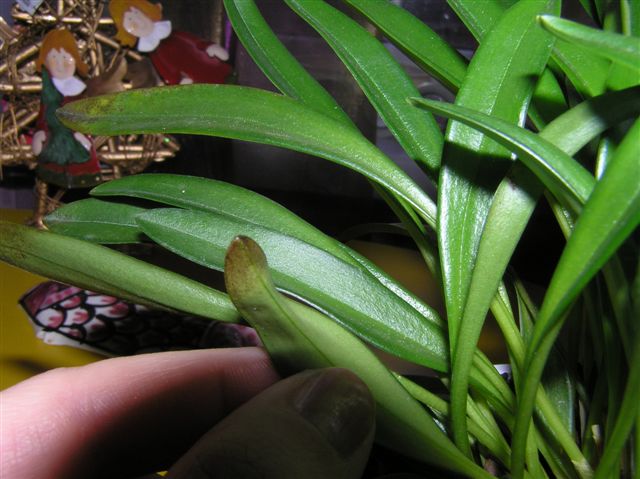 Черные точки на листьях Masdevallia
