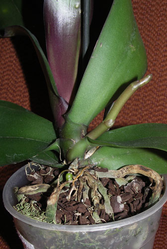PICT9751A1.jpg