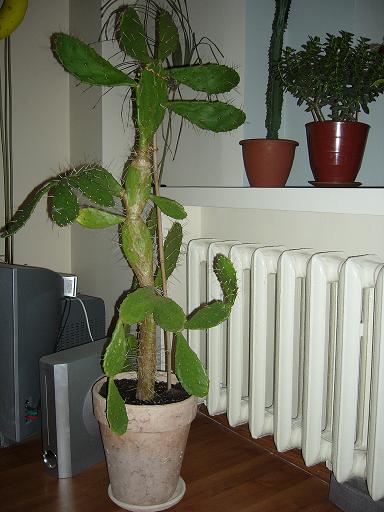 P1030244w.JPG