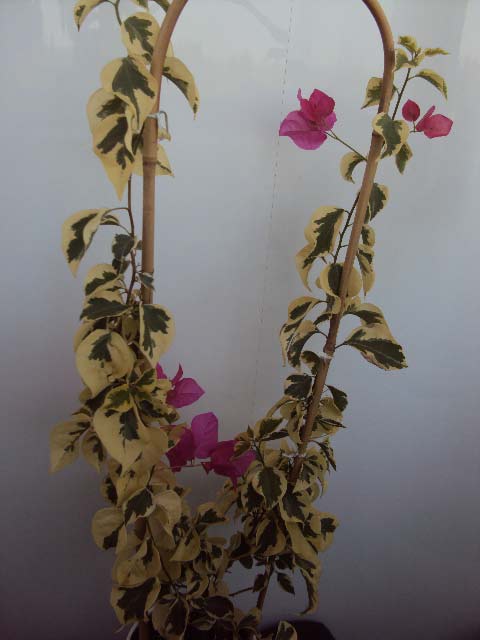 DSC04140.JPG