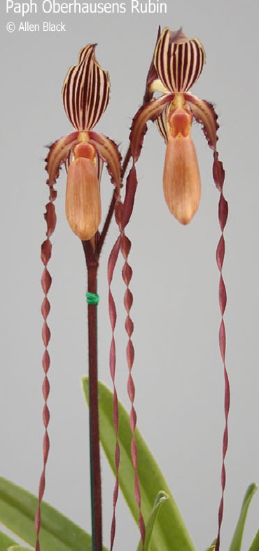 Paph. Oberhausens Rubin.jpg