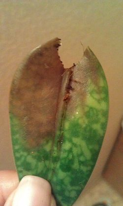 IMAG00111.jpg